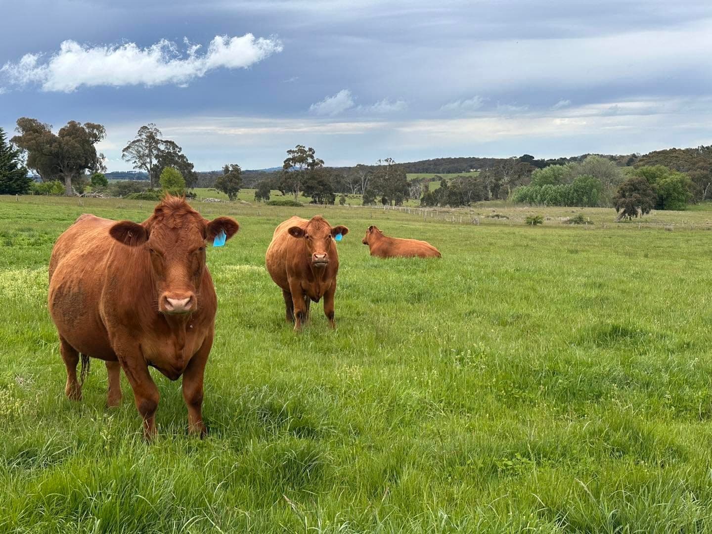 Cattle on lush green pasture at 3 Bears Farm under a moody Macedon Ranges sky
