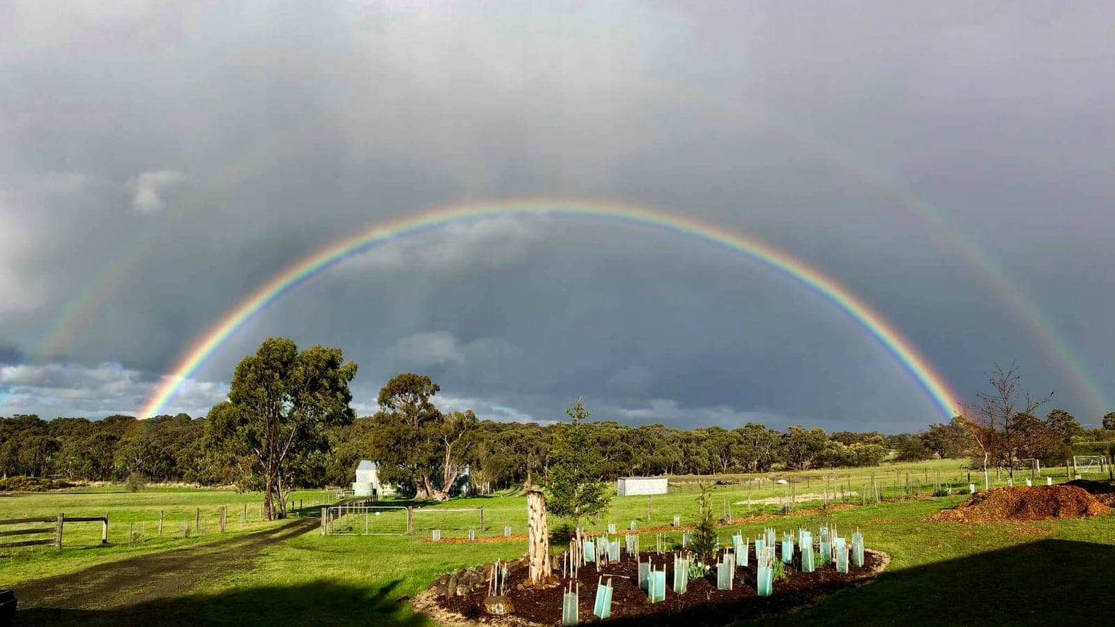 A double rainbow arching over the farm, with rows of freshly planted native seedlings in their tree guards