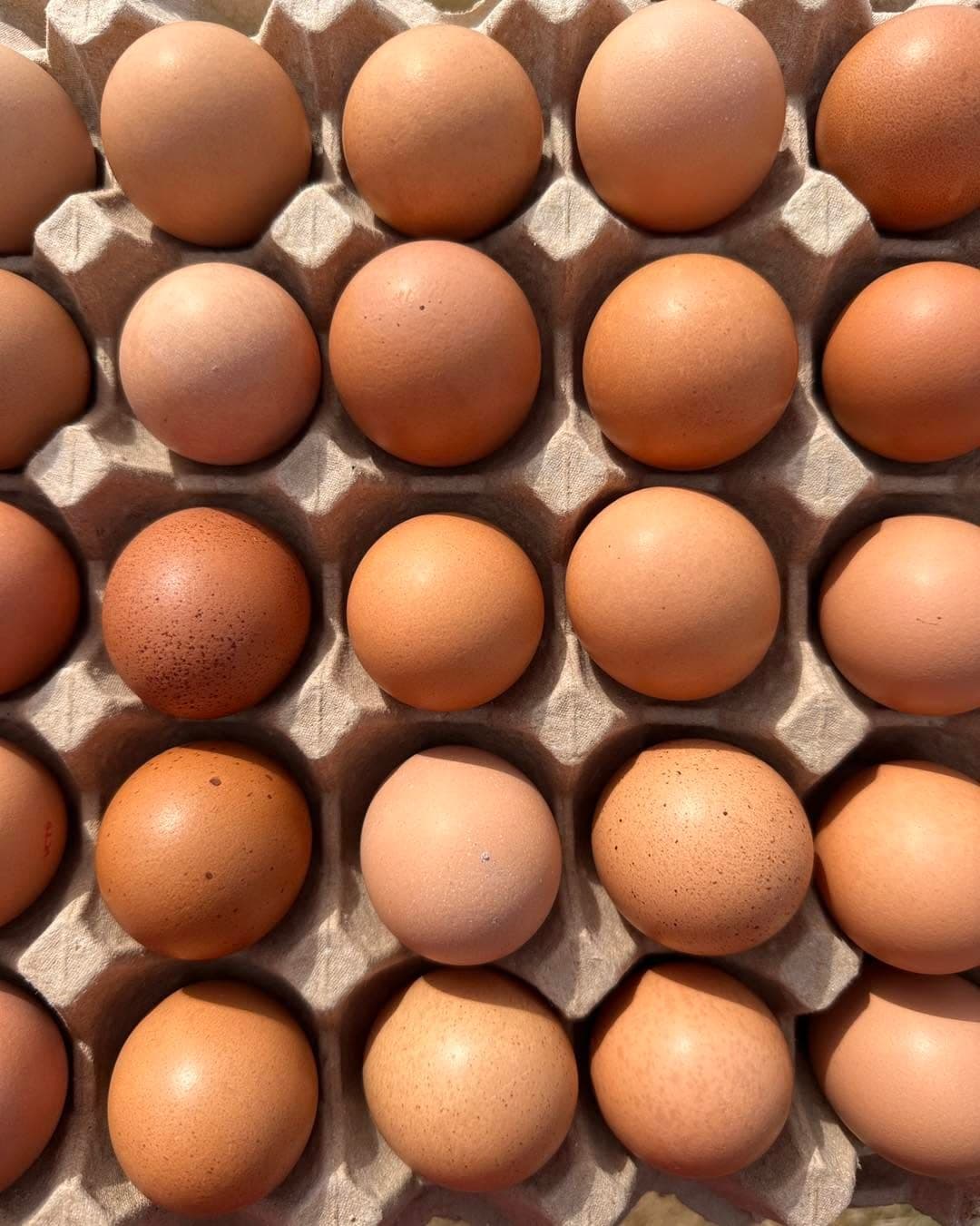 A tray of freshly collected Brave Hen eggs in every shade of brown