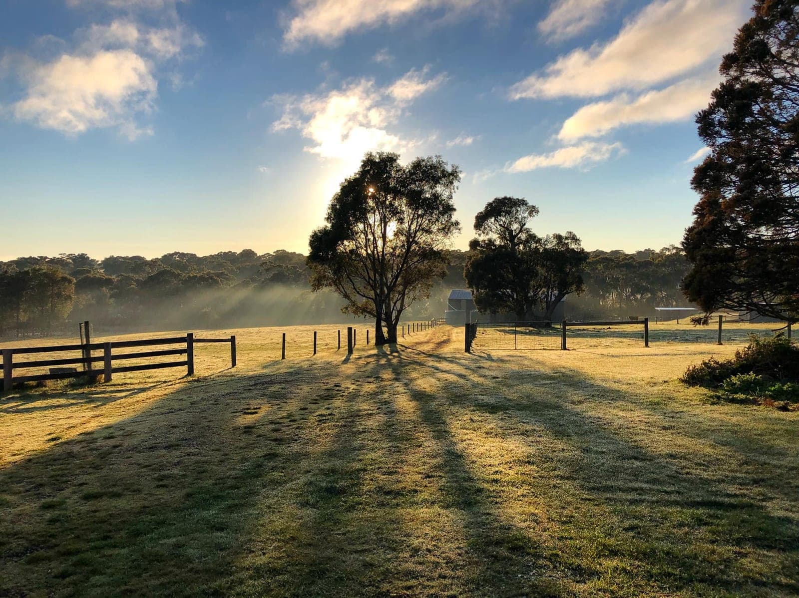 Morning sun streaming through a gum tree beside the farm driveway, long shadows across frosty grass