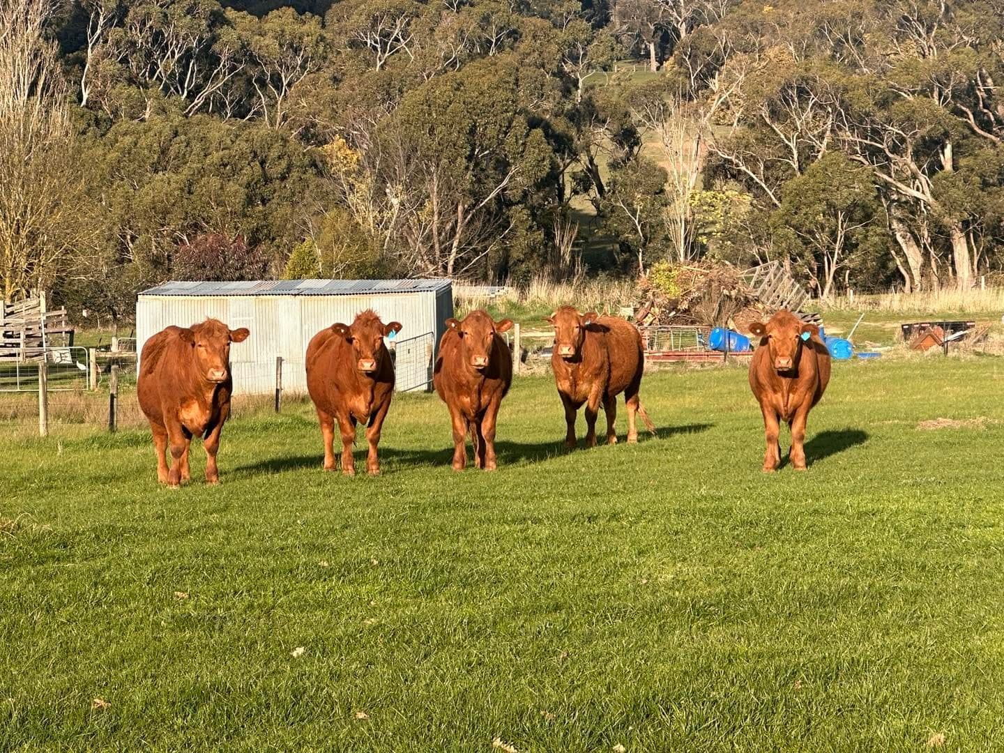 Five inquisitive steers lined up on green pasture, all eyes on the camera