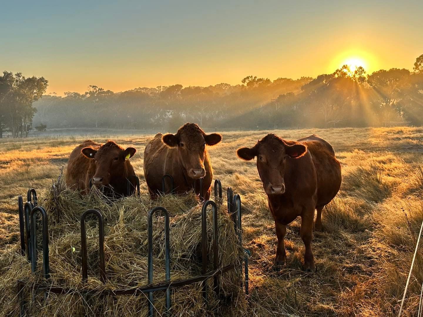 Three South Devon steers feeding from a hay ring at dawn, backlit by the rising sun through the mist