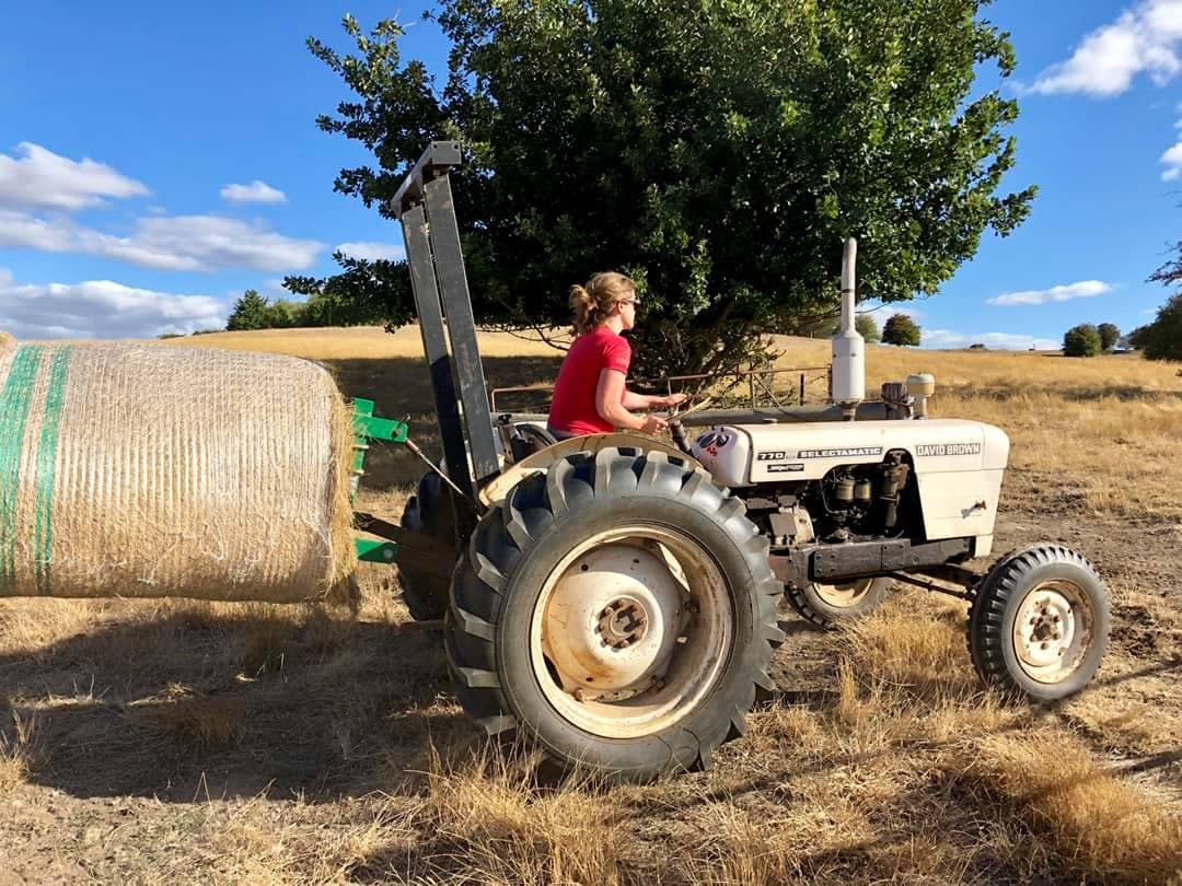 Madeleine on the old David Brown tractor, carting a round hay bale across the summer paddock